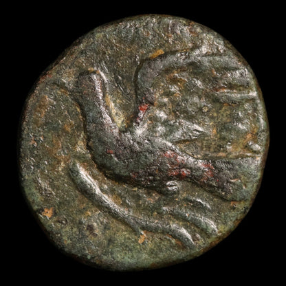 Peloponnesos, City of Sikyon, Bronze Unit, Dove Flying Left - 323 to 251 BCE - Ancient Greece
