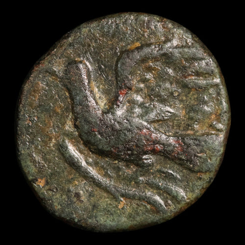 Peloponnesos, City of Sikyon, Bronze Unit, Dove Flying Left - 323 to 251 BCE - Ancient Greece