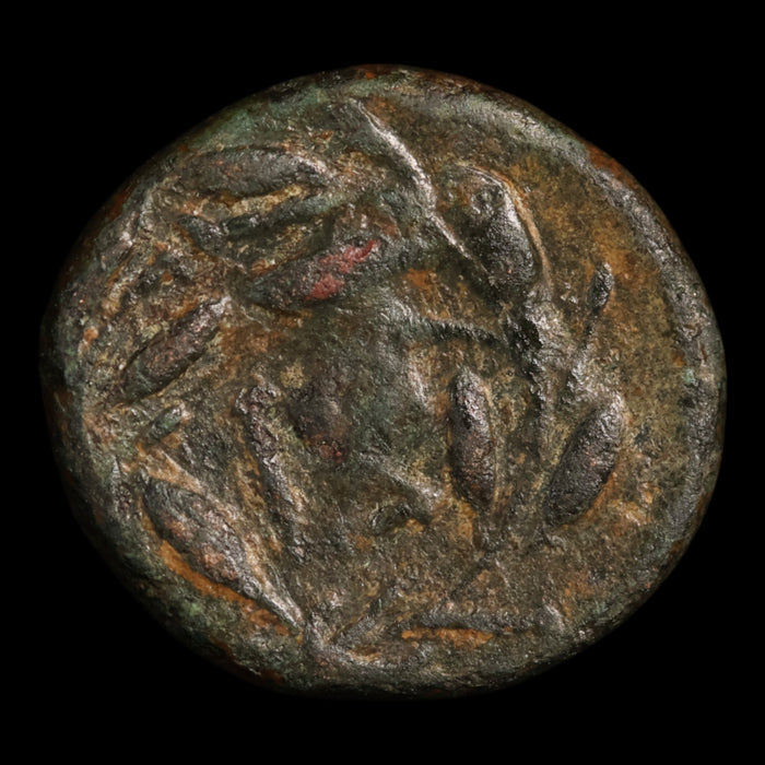 Peloponnesos, City of Sikyon, Bronze Unit, Dove Flying Left - 323 to 251 BCE - Ancient Greece